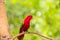 Beautiful colorful Pair Lovebirds parrots on branch. Colorful Love parrot couple