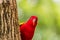 Beautiful colorful Pair Lovebirds parrots on branch. Colorful Love parrot couple