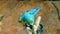 Beautiful, colorful parrot making funny moves towards camera