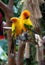 Beautiful colorful parrots, Sun Conure