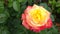 Beautiful colorful peace rose blooming among green leaves in the garden