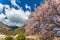 Beautiful and colorful peach blossoms in front of moutains
