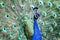 Beautiful and colorful peafowl in nature