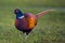 a beautiful colorful pheasant cock in the meadow