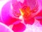 Beautiful Colorful Pink Macro Orchid