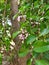 Beautiful and colorful Pongamia Pinnata or Honge Mara Flower texture and background