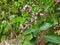 Beautiful and colorful Pongamia Pinnata or Honge Mara Flower texture and background