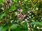 Beautiful and colorful Pongamia Pinnata or Honge Mara Flower texture and background