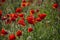 Beautiful and colorful poppy field