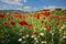 Beautiful and colorful poppy field