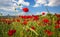 Beautiful and colorful poppy field