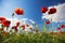 Beautiful and colorful poppy field