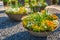 Beautiful colorful potted plants and flowers in a big stoneware flower pot