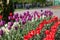 Beautiful colorful purple and rad tulips flowers bloom in spring garden