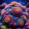 beautiful colorful rainbow coral