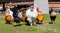 Beautiful and colorful roosters and hens are walking in the courtyard of a farm house on a green lawn Siberian village, Russia