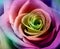 Beautiful colorful rose