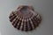 A beautiful colorful scallop shell with symmetrical pattern