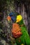 A beautiful, colorful, and single Rainbow Lorikeet sits pretty in a tree observing his or her surroundings in nature.