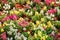 Beautiful colorful snapdragon flowers antirrhinum in garden