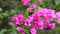 Beautiful colorful spring flower Bougainvillea branches closeup, Purple Flowers and green space background.Pink bougainvillea fl