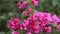 Beautiful colorful spring flower Bougainvillea branches closeup, Purple Flowers and green space background.Pink bougainvillea fl