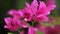 Beautiful colorful spring flower Bougainvillea branches closeup, Purple Flowers and green space background.Pink bougainvillea fl