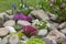 Beautiful colorful spring rock garden, blooming flowers