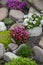 Beautiful colorful spring rock garden, blooming flowers