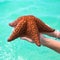 Beautiful colorful starfish in girl hands