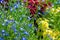 Beautiful colorful summer flowerbed with blue lobelia close up