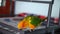 Beautiful colorful sun conure wild parrot eating cookie