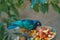 Beautiful colorful superb starling bird.