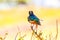 Beautiful colorful superb starling bird in Tanzania