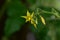 Beautiful colorful tomatoes flower close up in the sunshine