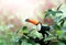 Beautiful colorful toucan bird on a branch in a rainforest