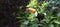 Beautiful colorful toucan bird on a branch in a rainforest