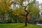 Beautiful Colorful Tree during Autumn at Madison Square Park