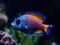 Beautiful and colorful tropical fish underwater  created with Generative AI