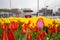 Beautiful colorful tulip flowerbeds, city landscaping in Taksim Square, Beyoglu, Istanb