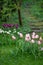 Beautiful colorful tulips in the gloomy misty morning of a rainy day. Old wooden stairs on the background.