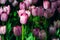 Beautiful and colorful tulips on the sunny field. Large close-up photography from Tulip Festival