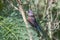 Beautiful, Colorful, Varied Bunting Passerina versicolor