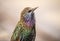 Beautiful, colorful, vibrant close-up of a European Starling with iridescent feathers