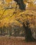 Beautiful colorful vibrant forest woodland Autumn Fall landscape in Peak District in England