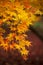 Beautiful colorful vibrant red and yellow Japanese Maple trees in Autumn Fall forest woodland landscape detail in English