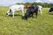 Beautiful colorful view of cows on pasture on sunny day.