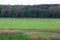 Beautiful colorful view of nature landscape on sundown. Group of cows on green pasture with forest trees on background.