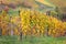 Beautiful, colorful vineyard in autumn