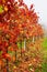 Beautiful colorful vineyard in Italy in autumn